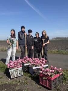 Tulipes contre le cancer