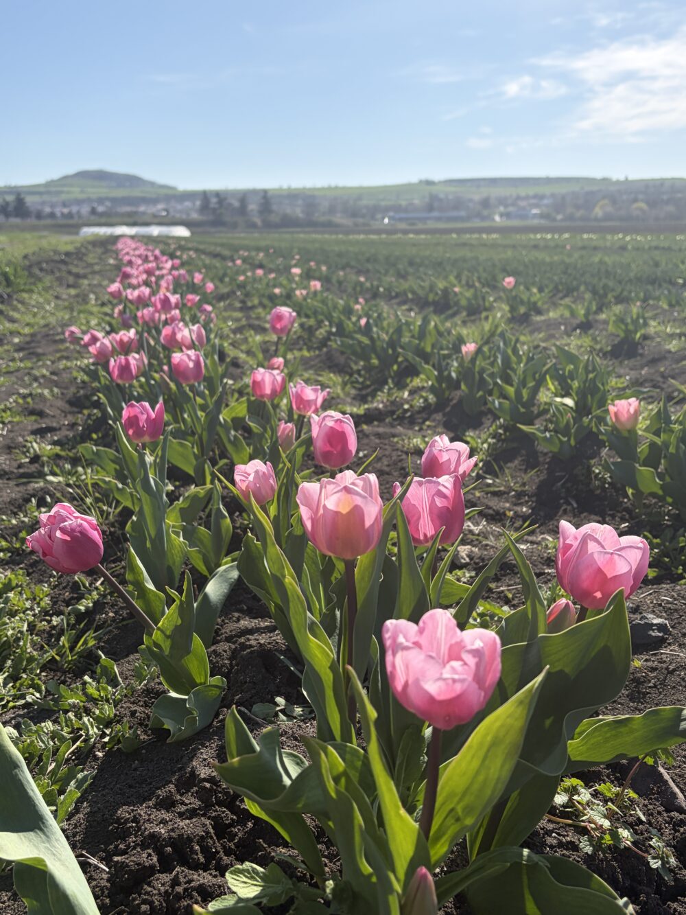 Tulipes contre le cancer